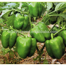 ASP241 Fengshan huge fruit size green sweet pepper seeds hybrid